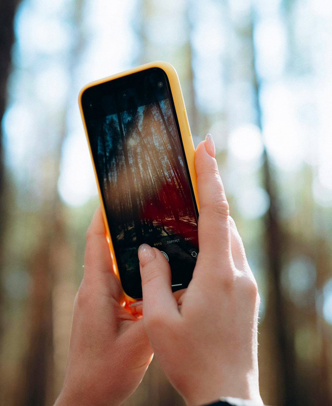 phone-forest